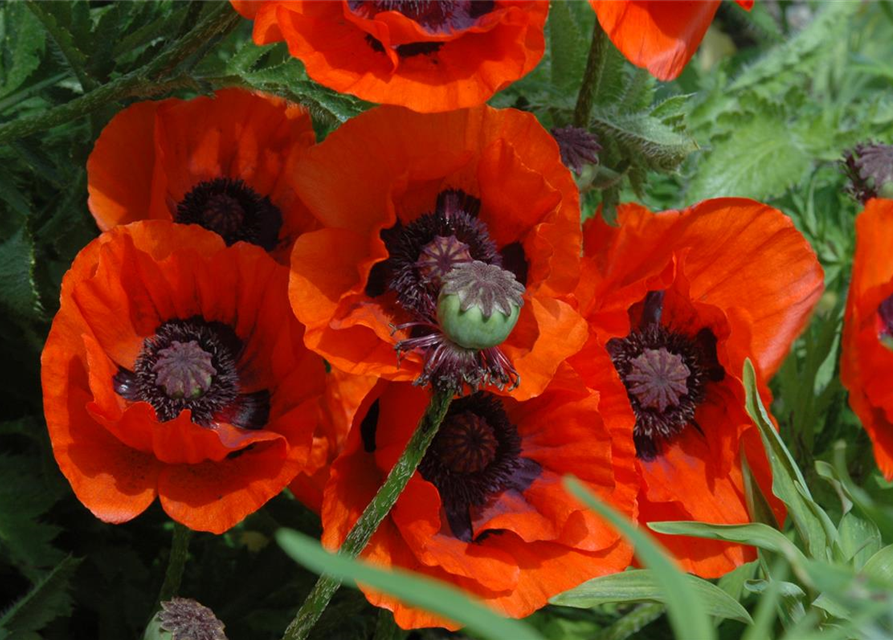 Orientalischer Mohn-Samen 'Brillant'