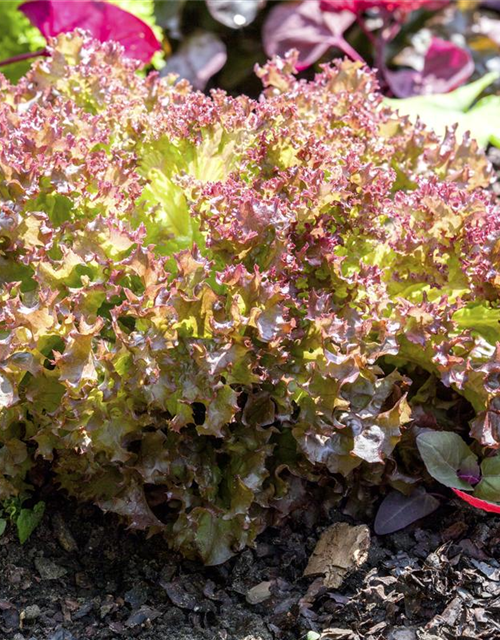 Pflücksalatsamen 'Lollo rosso'