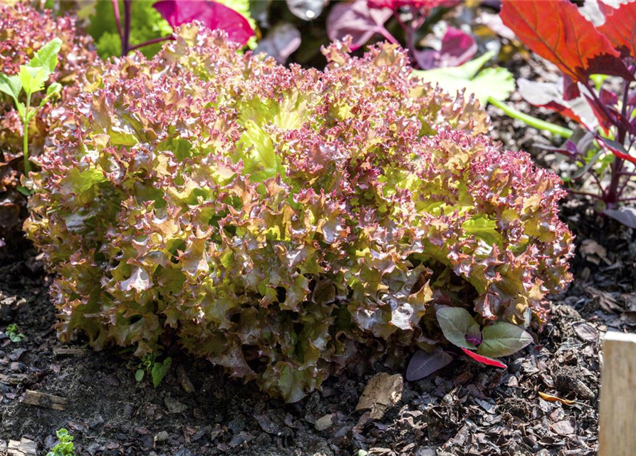 Pflücksalatsamen 'Lollo rosso'