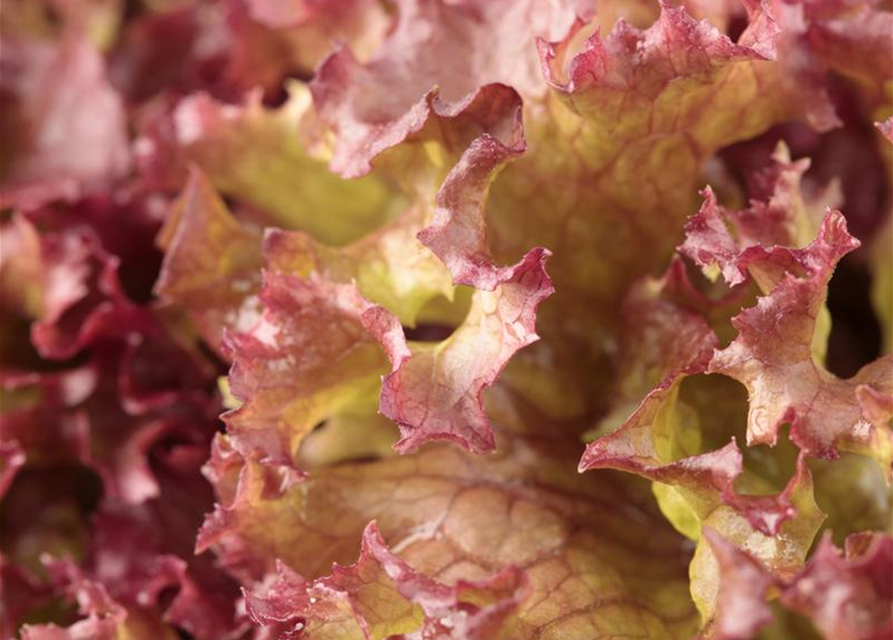 Pflücksalatsamen 'Lollo rosso'