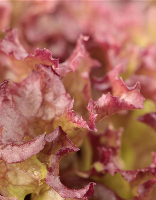 Pflücksalatsamen 'Lollo rosso'