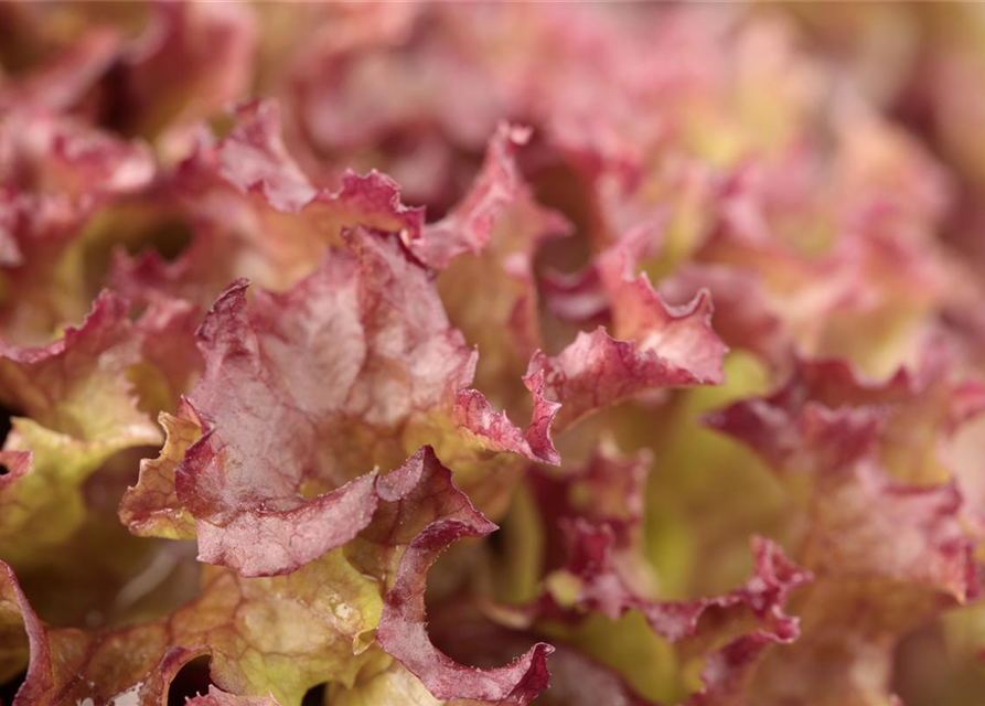 Pflücksalatsamen 'Lollo rosso'