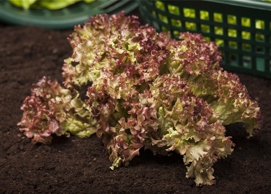 Pflücksalatsamen 'Lollo rosso'