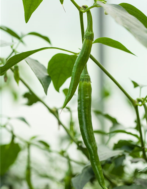 Peperonisamen 'De Cayenne'