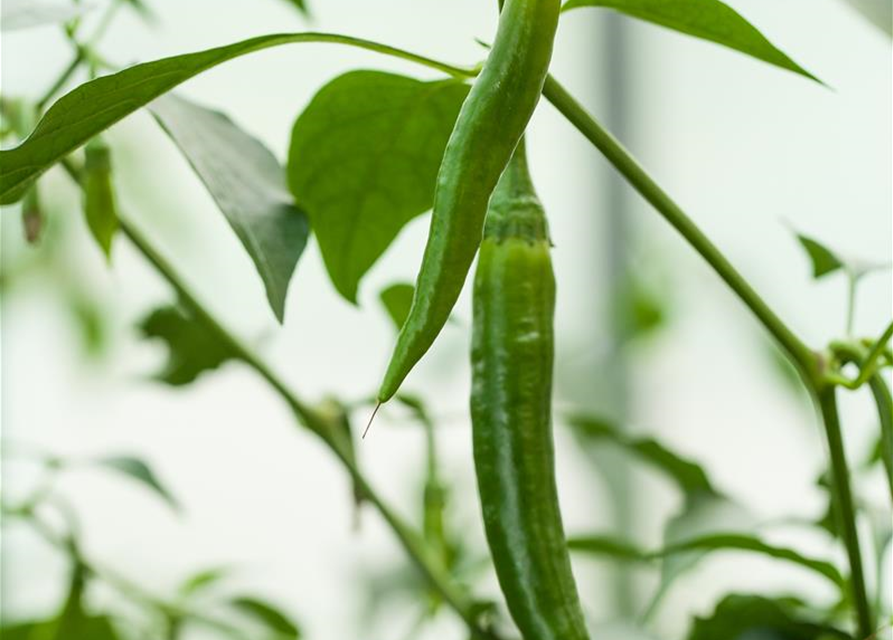 Peperonisamen 'De Cayenne'