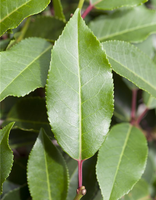 Portugisische Lorbeerkirsche 'Angustifolia' - Hecke