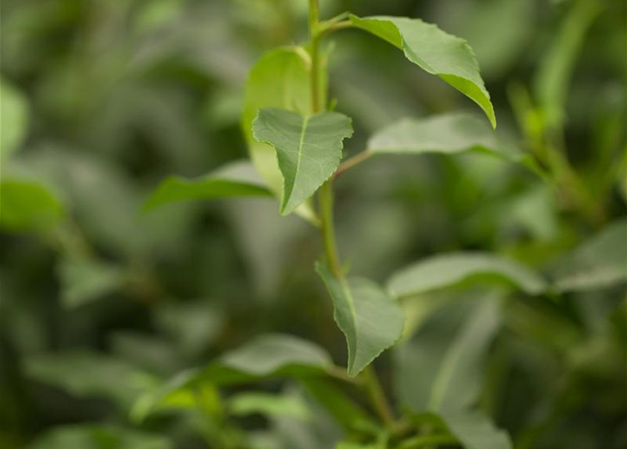 Portugisische Lorbeerkirsche 'Angustifolia' - Hecke