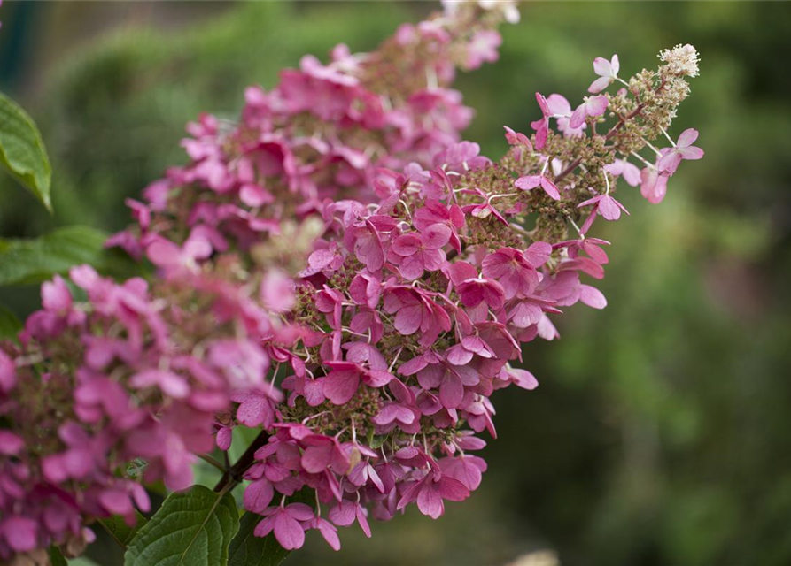 Rispenhortensie 'Pinky Winky'®