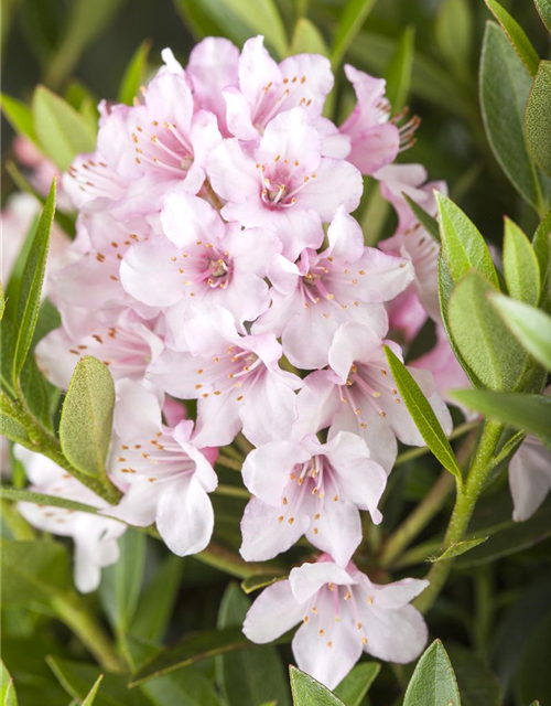 Rhododendron 'Bloombux'® - Hecke