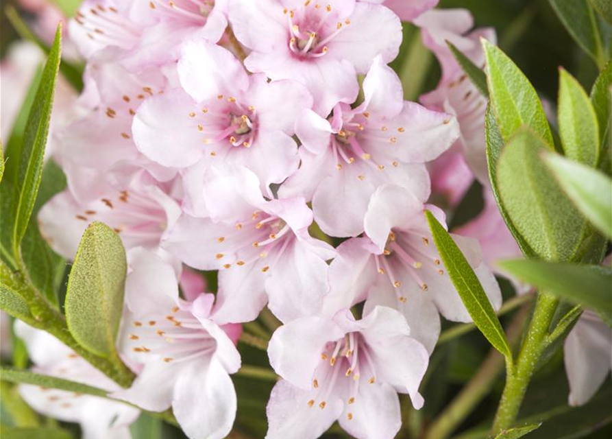 Rhododendron 'Bloombux'® - Hecke