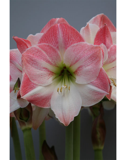 Ritterstern 'Apple Blossom'