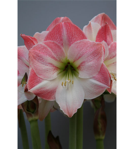 Ritterstern 'Apple Blossom'