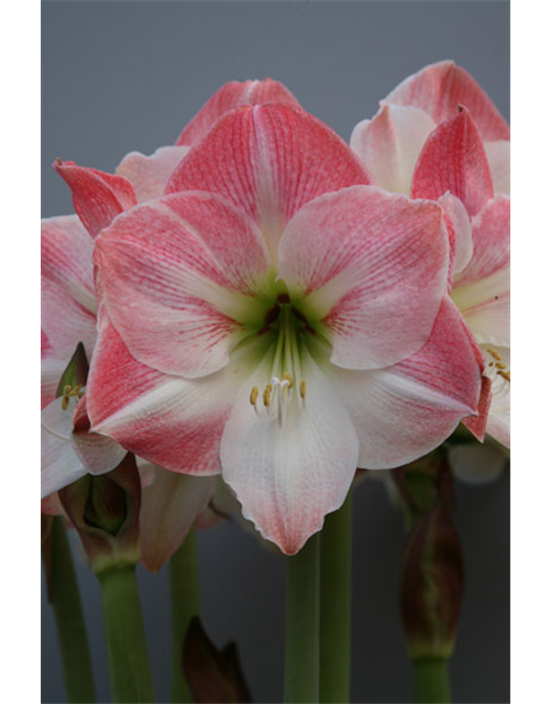 Ritterstern 'Apple Blossom'