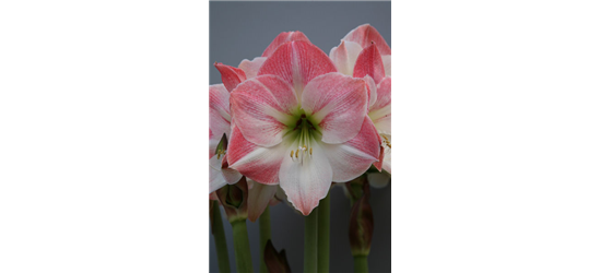 Ritterstern 'Apple Blossom'