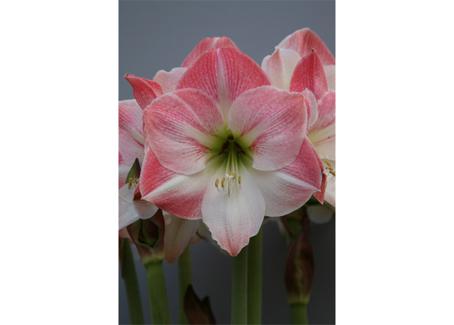 Ritterstern 'Apple Blossom'