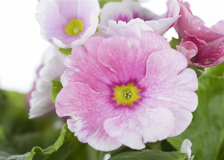 Rosenprimel 'Girls Delight® Pink Shades'