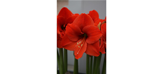 Ritterstern 'Orange Souvereign'