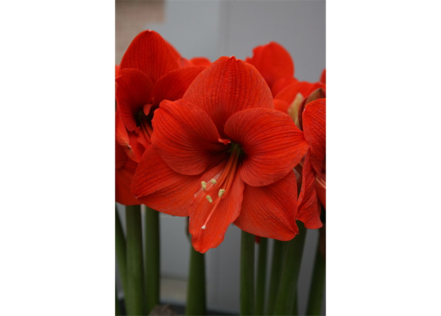 Ritterstern 'Orange Souvereign'