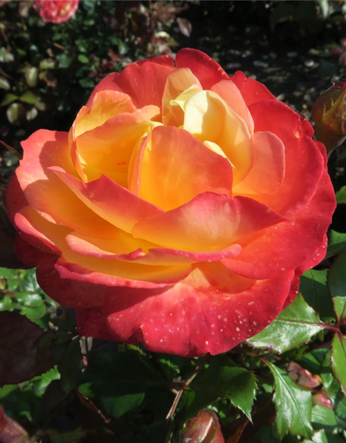 Rose 'Flaming Star'