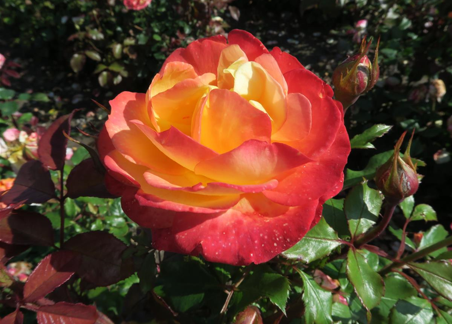 Rose 'Flaming Star'