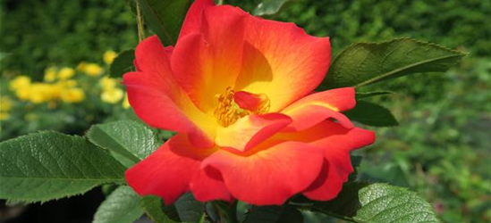 Rose 'Summer of Love'®