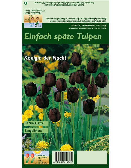 Schwarze Tulpe 'Queen of Night'