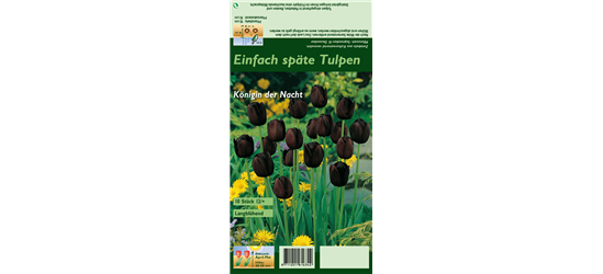 Schwarze Tulpe 'Queen of Night'