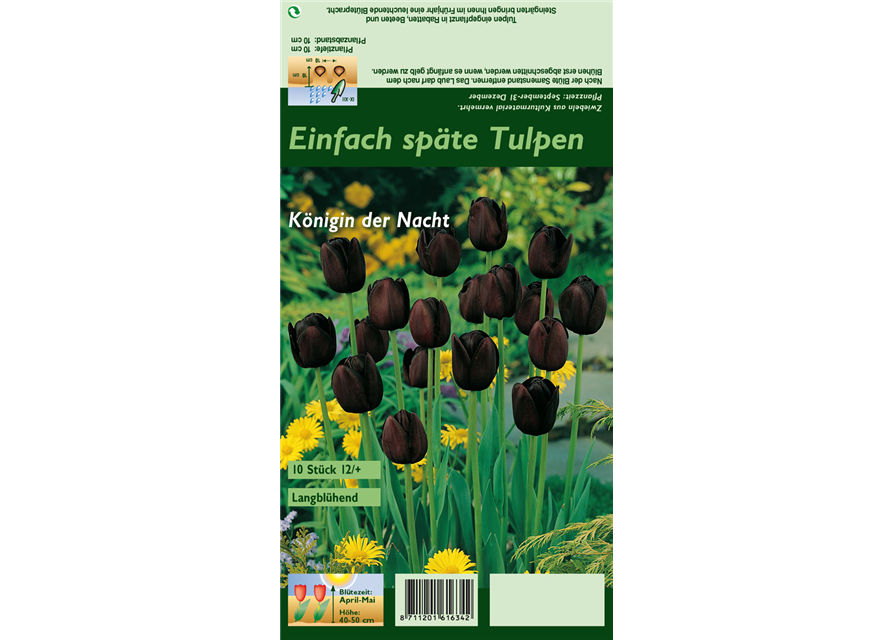 Schwarze Tulpe 'Queen of Night'