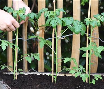 Cherrytomaten - Einpflanzen im Hochbeet