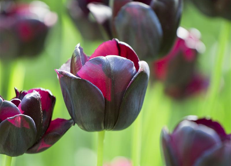 Schwarze Tulpe 'Queen of Night'