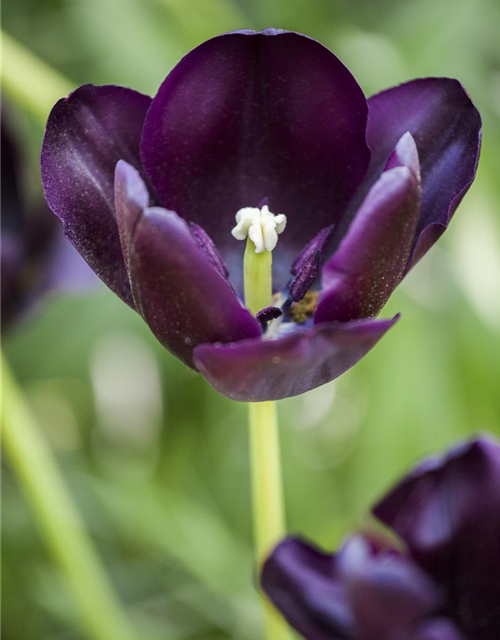 Schwarze Tulpe 'Queen of Night'