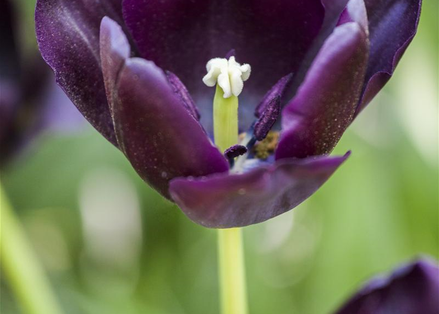 Schwarze Tulpe 'Queen of Night'