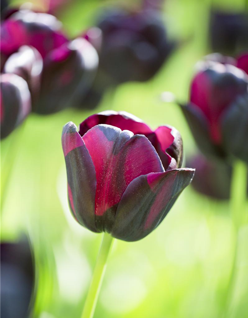 Schwarze Tulpe 'Queen of Night'