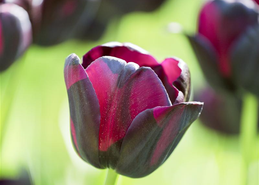 Schwarze Tulpe 'Queen of Night'