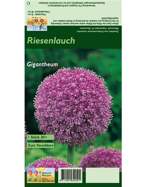 Riesenlauch