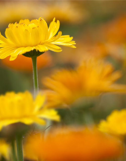 Ringelblumensamen 'Pazifik Schönheit'