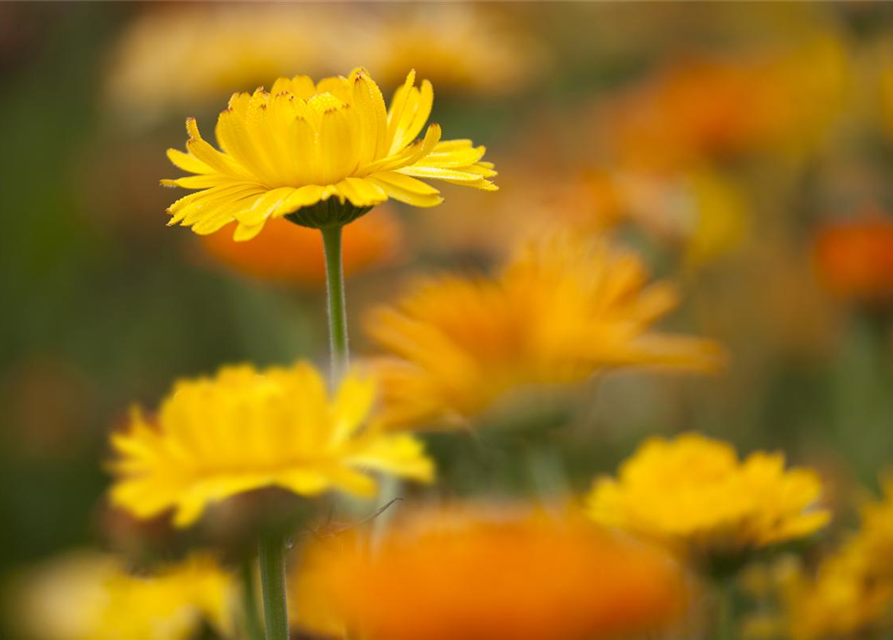 Ringelblumensamen 'Pazifik Schönheit'