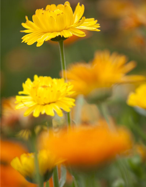 Ringelblumensamen 'Pazifik Schönheit'