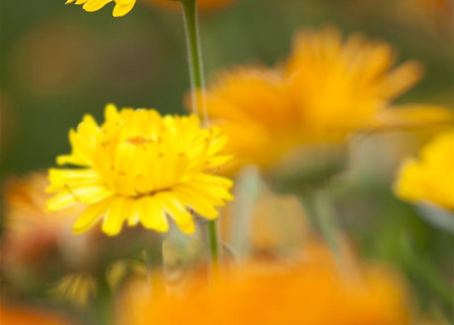 Ringelblumensamen 'Pazifik Schönheit'