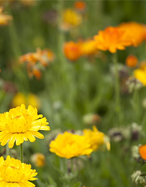 Ringelblumensamen 'Pazifik Schönheit'