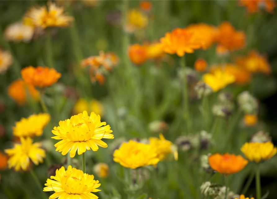 Ringelblumensamen 'Pazifik Schönheit'