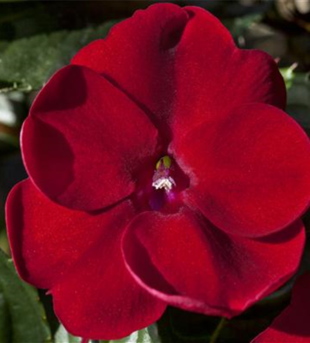 Sonnenlieschen 'SunPatiens® Compact Red'