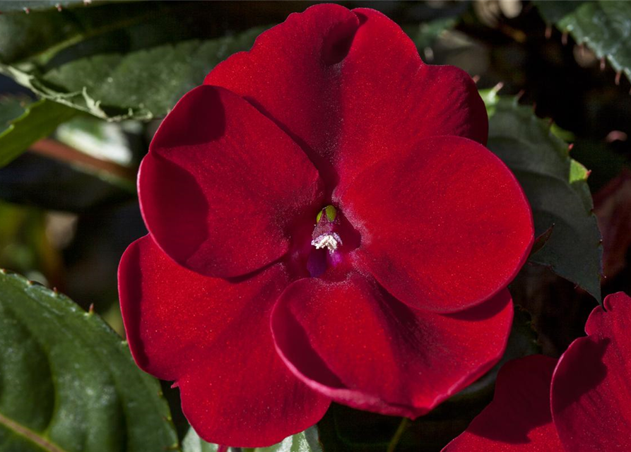 Sonnenlieschen 'SunPatiens® Compact Red'