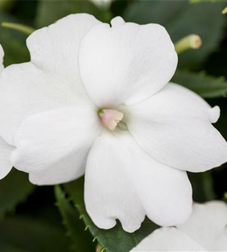 Sonnenlieschen 'SunPatiens® Compact White'