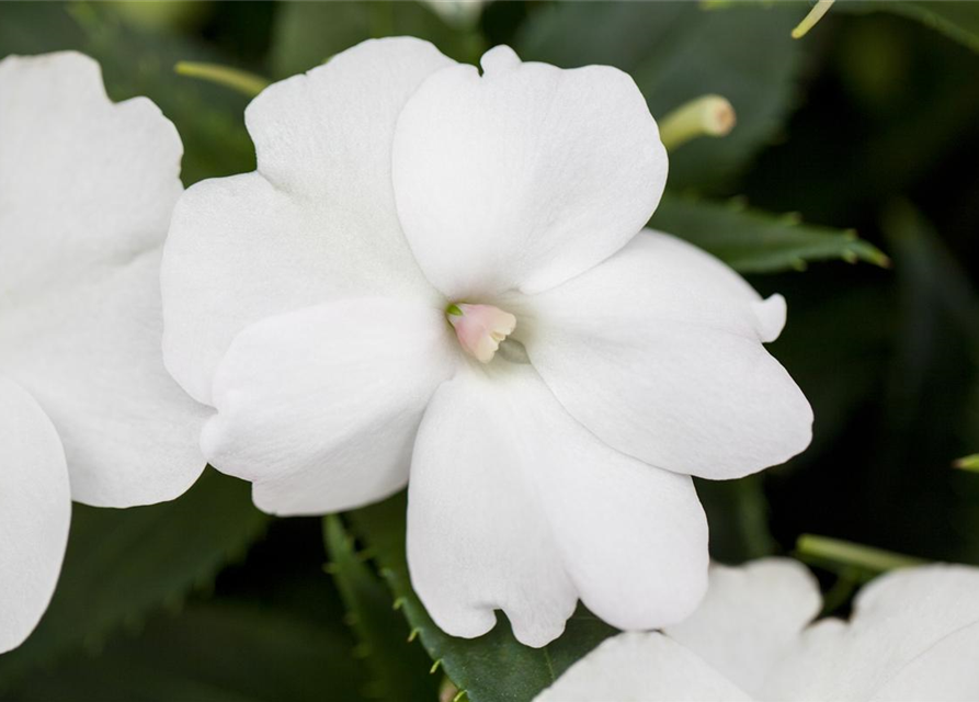 Sonnenlieschen 'SunPatiens® Compact White'