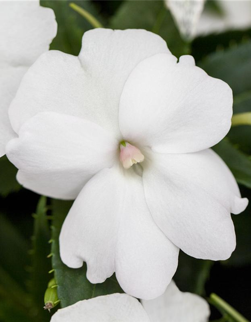 Sonnenlieschen 'SunPatiens® Compact White'