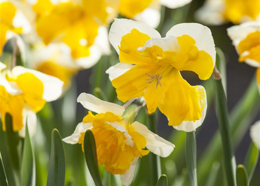 Schmetterlings-Narzisse 'Orangery'