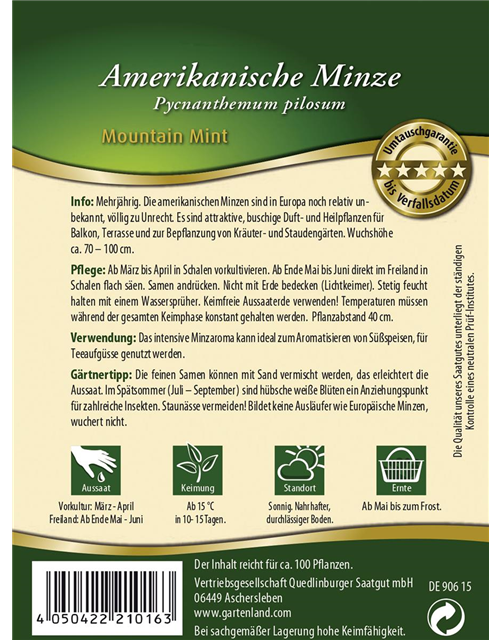 Amerikanische Minze-Samen 'Mountain Mint'