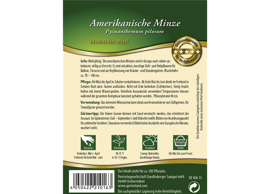 Amerikanische Minze-Samen 'Mountain Mint'