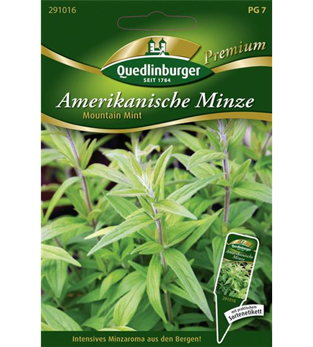 Amerikanische Minze-Samen 'Mountain Mint'